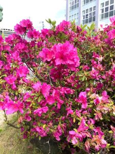 【保護者の皆様】　『花便り』第２号